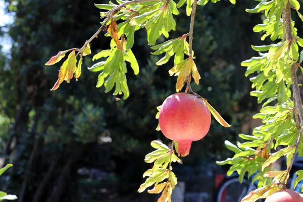 Granátové Jablka Zralých Stromech Zahradě Severním Izraeli — Stock fotografie