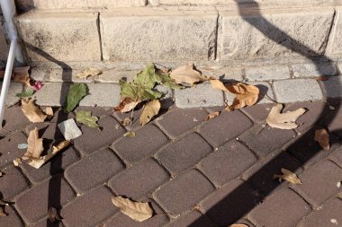 bahçede kuru yapraklar ve kurutulmuş çim, yaklaşan sonbahar Bir işareti 