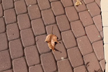 bahçede kuru yapraklar ve kurutulmuş çim, yaklaşan sonbahar Bir işareti 