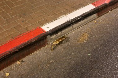 bahçede kuru yapraklar ve kurutulmuş çim, yaklaşan sonbahar Bir işareti 