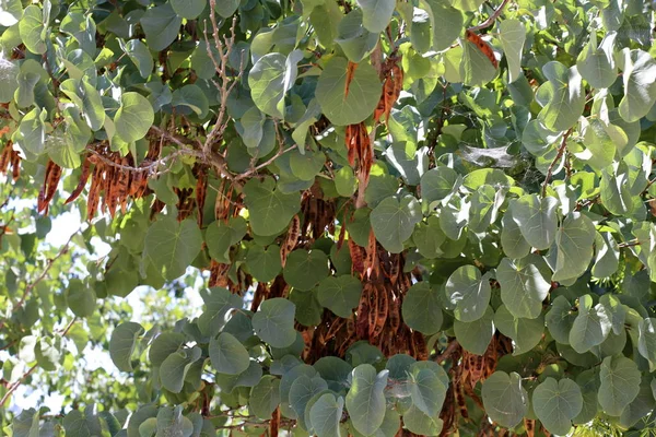 Саду Сухие Листья Сухая Трава Знак Приближающейся Осени — стоковое фото