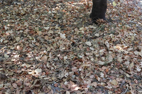 Nel Giardino Foglie Secche Erba Secca Segno Dell Autunno Che — Foto Stock