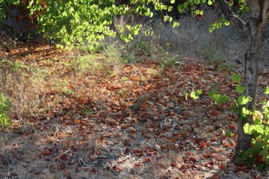 bahçede kuru yapraklar ve kurutulmuş çim, yaklaşan sonbahar Bir işareti 