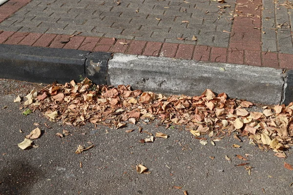 bahçede kuru yapraklar ve kurutulmuş çim, yaklaşan sonbahar Bir işareti 