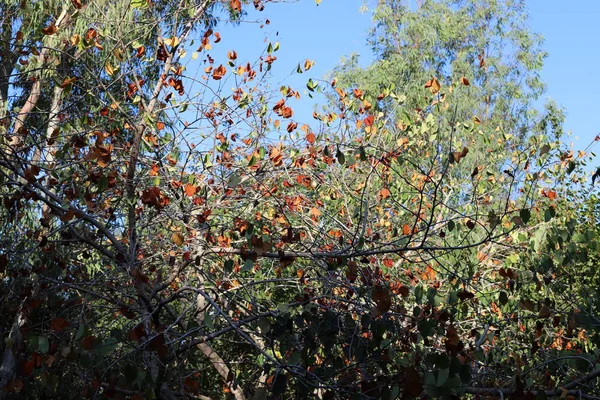 Nel Giardino Foglie Secche Erba Secca Segno Dell Autunno Che — Foto Stock