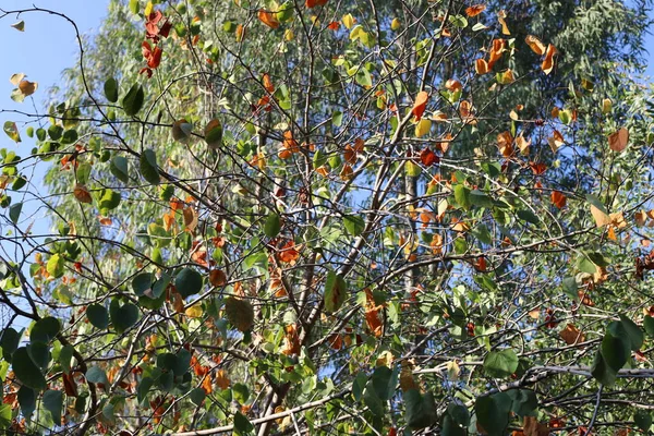 Dans Jardin Des Feuilles Sèches Herbe Séchée Signe Automne Qui — Photo