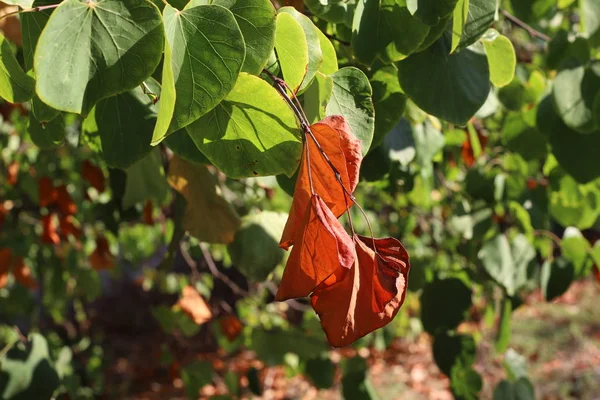 Garten Trockene Blätter Und Getrocknetes Gras Ein Zeichen Für Den — Stockfoto