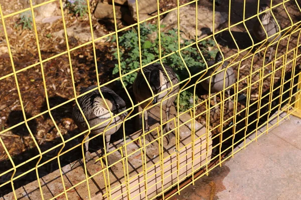 Zäune Einem Stadtwaldpark Norden Des Bundesstaates Israel — Stockfoto