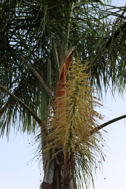 İsrail devletinin kuzeyinde bir ağaç üzerinde sonbahar meyve ve çiçekler 