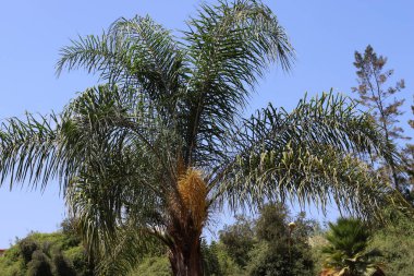 İsrail devletinin kuzeyinde bir ağaç üzerinde sonbahar meyve ve çiçekler 