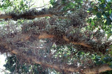 İsrail devletinin kuzeyinde bir ağaç üzerinde sonbahar meyve ve çiçekler 