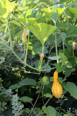 İsrail devletinin kuzeyinde bir ağaç üzerinde sonbahar meyve ve çiçekler 