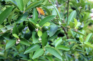 İsrail devletinin kuzeyinde bir ağaç üzerinde sonbahar meyve ve çiçekler 