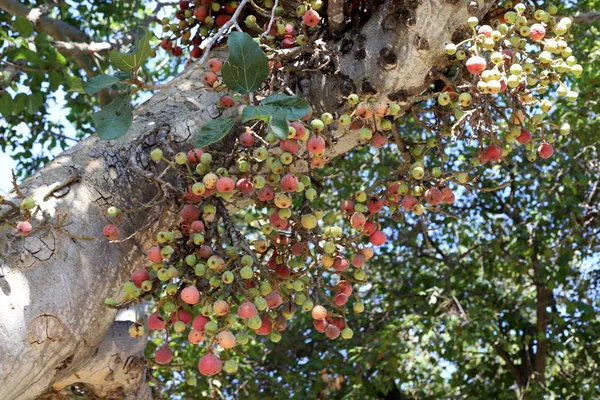 Podzimní Ovoce Květiny Stromě Severu Izraele — Stock fotografie