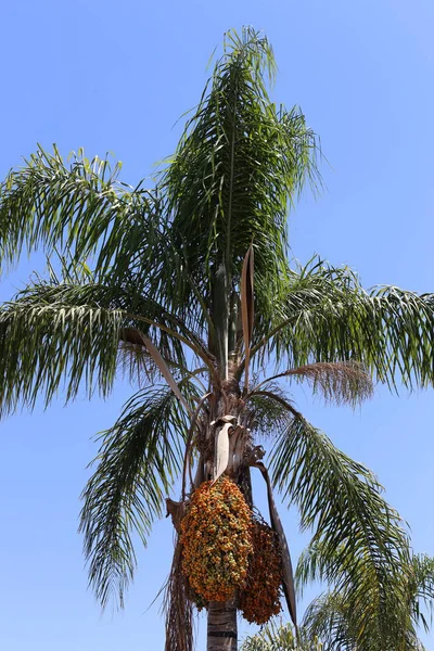 Frutas Flores Otoño Árbol Norte Del Estado Israel — Foto de Stock