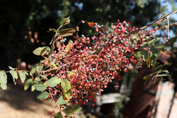 Frutos Outono Flores Uma Árvore Norte Estado Israel — Fotografia de Stock