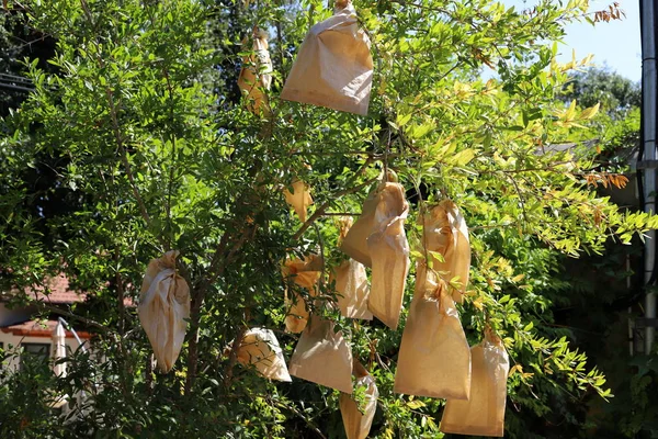 Frutti Fiori Autunnali Albero Nel Nord Dello Stato Israele — Foto Stock