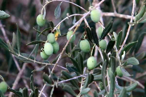 Herbstfrüchte Und Blumen Auf Einem Baum Norden Des Bundesstaates Israel — Stockfoto