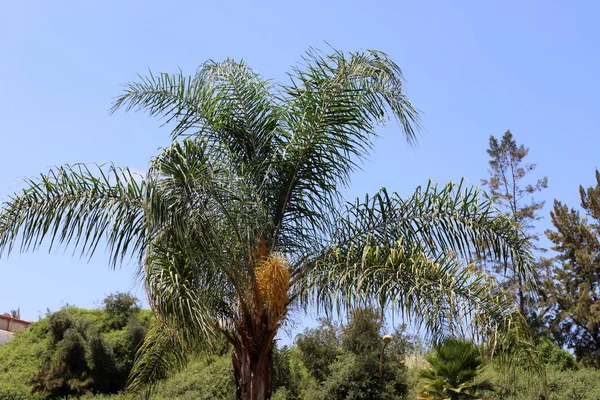 Fruits Fleurs Automne Sur Arbre Dans Nord Etat Israël — Photo