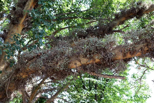 Herbstfrüchte Und Blumen Auf Einem Baum Norden Des Bundesstaates Israel — Stockfoto