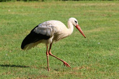 Uzun ve kırmızı gagalı bir leylek İsrail'de bir hayvanat bahçesinde yaşıyor 