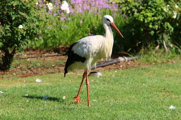 a stork with a long and red beak lives in a zoo in Israel