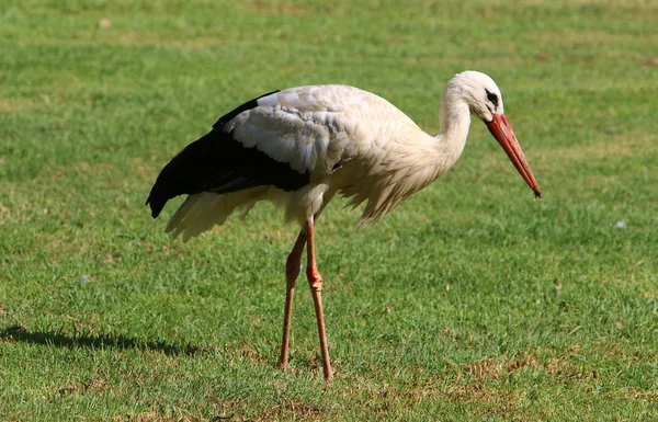 Stork Long Red Beak Lives Zoo Israel — Stock Photo, Image