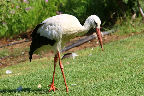 a stork with a long and red beak lives in a zoo in Israel