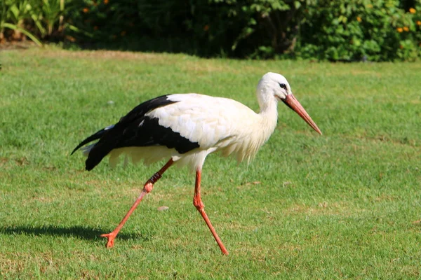 Stork Long Red Beak Lives Zoo Israel — Stock Photo, Image