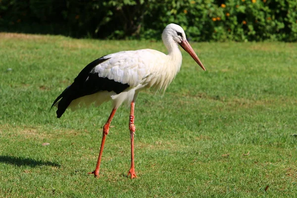 Stork Long Red Beak Lives Zoo Israel — Stock Photo, Image