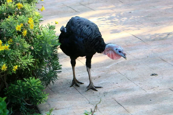 Grande Tacchino Cammina Lungo Sentieri Uno Zoo Nel Nord Israele — Foto Stock