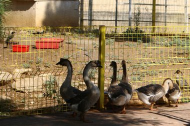 ördekler ve kazlar Kuzey İsrail'de bir hayvanat bahçesinde yaşıyor 