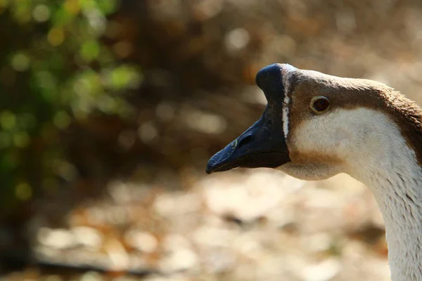 Kachny Husy Žijí Zoo Severním Izraeli — Stock fotografie