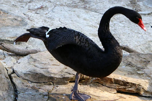 Enten Und Gänse Leben Einem Zoo Nordirland — Stockfoto