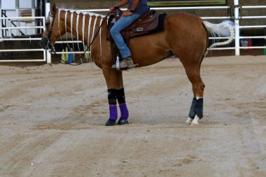 at - kuzey İsrail'de bir ahırda büyük bir yerli tek toynak hayvan yaşıyor 