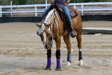 at - kuzey İsrail'de bir ahırda büyük bir yerli tek toynak hayvan yaşıyor 