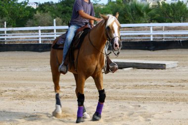 at - kuzey İsrail'de bir ahırda büyük bir yerli tek toynak hayvan yaşıyor 