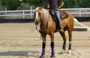 at - kuzey İsrail'de bir ahırda büyük bir yerli tek toynak hayvan yaşıyor 