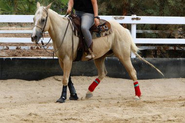 at - kuzey İsrail'de bir ahırda büyük bir yerli tek toynak hayvan yaşıyor 