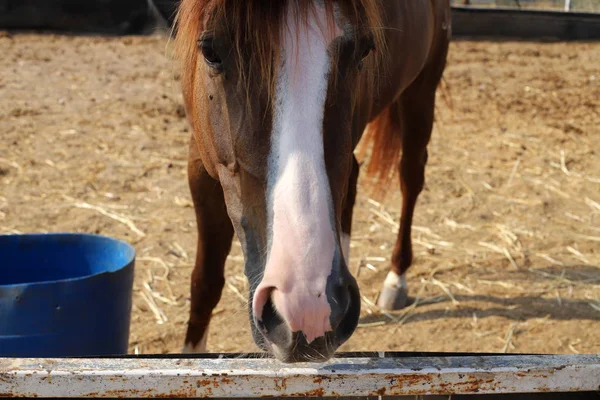 イスラエル北部の馬小屋に住んでいる大きな国内の一本のひづめの動物 — ストック写真