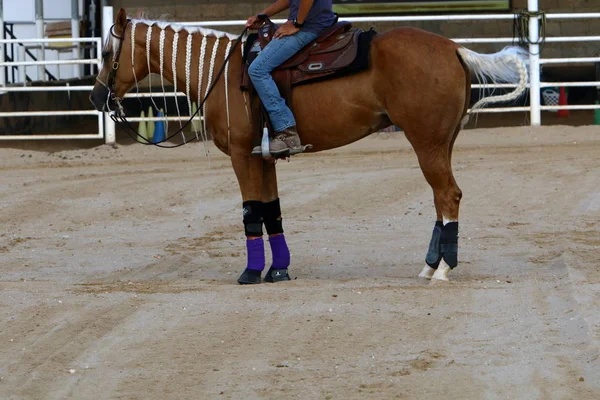 Horse Een Grote Binnenlandse Eenhoevigen Leven Een Stal Noord Israël — Stockfoto