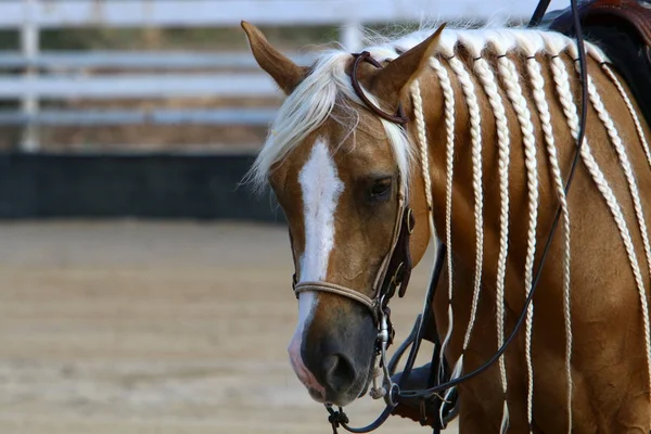 Caballo Gran Animal Doméstico Casco Vive Establo Norte Israel — Foto de Stock