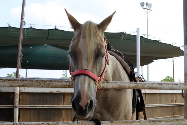 Cavalo Grande Animal Doméstico Unicamada Vive Estábulo Norte Israel — Fotografia de Stock