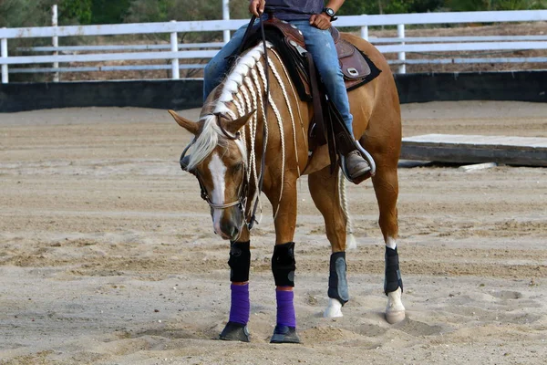 at - kuzey İsrail'de bir ahırda büyük bir yerli tek toynak hayvan yaşıyor 