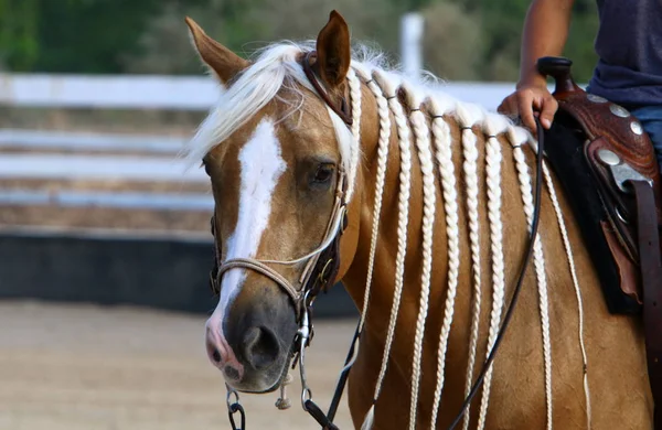Kůň Velké Domácí Jedno Zvířecí Zvíře Žije Stáji Severním Izraeli — Stock fotografie