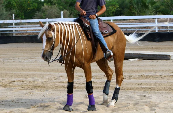at - kuzey İsrail'de bir ahırda büyük bir yerli tek toynak hayvan yaşıyor 