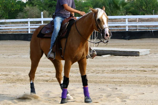 Horse Een Grote Binnenlandse Eenhoevigen Leven Een Stal Noord Israël — Stockfoto