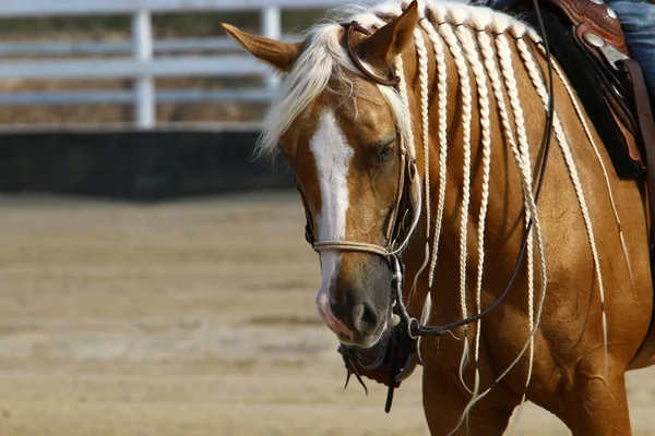 at - kuzey İsrail'de bir ahırda büyük bir yerli tek toynak hayvan yaşıyor 