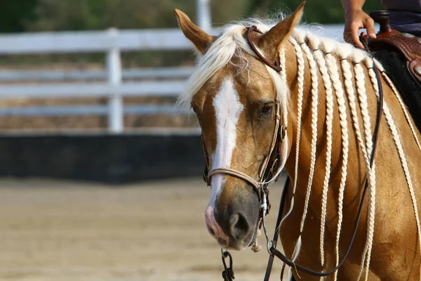 Kůň Velké Domácí Jedno Zvířecí Zvíře Žije Stáji Severním Izraeli — Stock fotografie