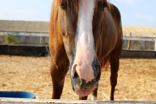 at - kuzey İsrail'de bir ahırda büyük bir yerli tek toynak hayvan yaşıyor 